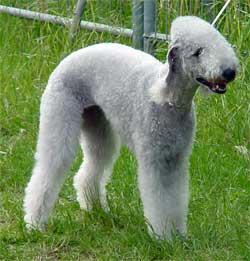 https://images.dog.ceo/breeds/terrier-bedlington/n02093647_185.jpg