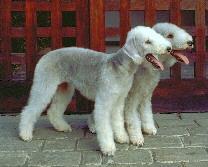 https://images.dog.ceo/breeds/terrier-bedlington/n02093647_1870.jpg