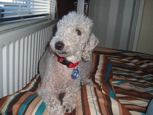 https://images.dog.ceo/breeds/terrier-bedlington/n02093647_1915.jpg