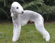 https://images.dog.ceo/breeds/terrier-bedlington/n02093647_1963.jpg