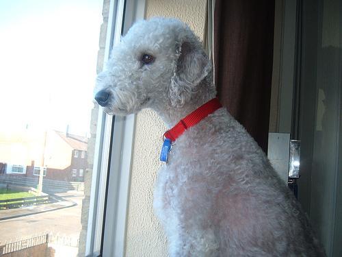 https://images.dog.ceo/breeds/terrier-bedlington/n02093647_1980.jpg