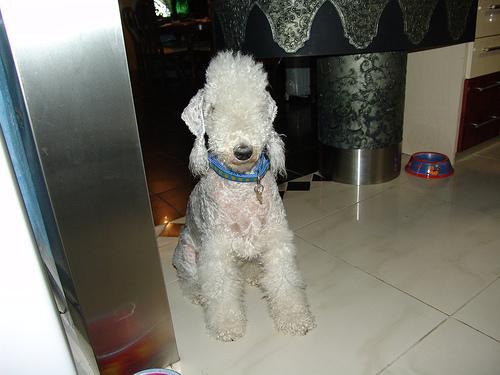 https://images.dog.ceo/breeds/terrier-bedlington/n02093647_201.jpg