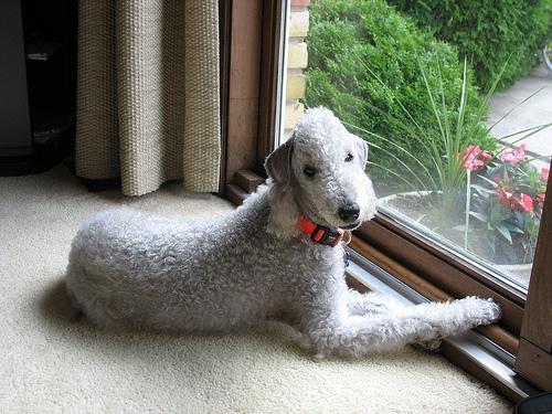 https://images.dog.ceo/breeds/terrier-bedlington/n02093647_2027.jpg