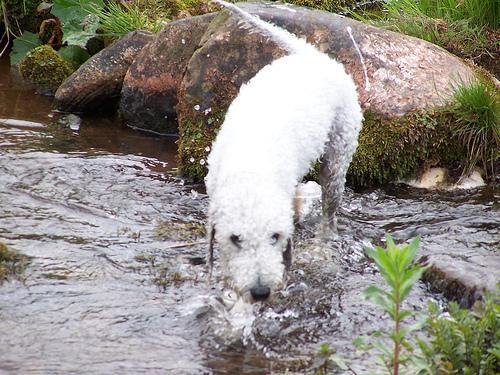 https://images.dog.ceo/breeds/terrier-bedlington/n02093647_2032.jpg