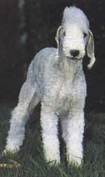 https://images.dog.ceo/breeds/terrier-bedlington/n02093647_2068.jpg