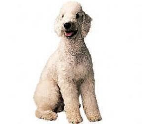 https://images.dog.ceo/breeds/terrier-bedlington/n02093647_21.jpg