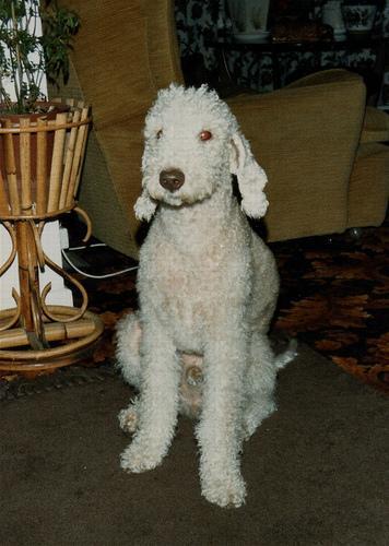 https://images.dog.ceo/breeds/terrier-bedlington/n02093647_2147.jpg