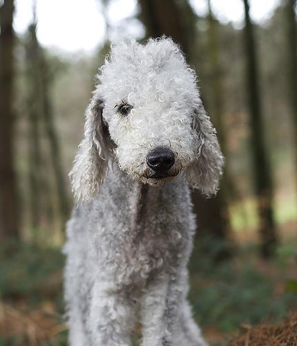 https://images.dog.ceo/breeds/terrier-bedlington/n02093647_2156.jpg