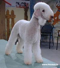 https://images.dog.ceo/breeds/terrier-bedlington/n02093647_2162.jpg