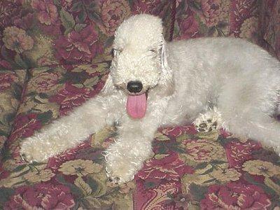 https://images.dog.ceo/breeds/terrier-bedlington/n02093647_227.jpg