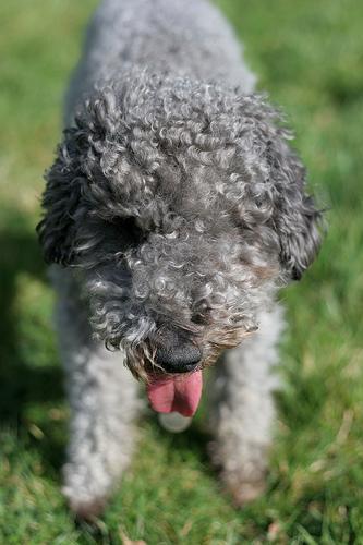 https://images.dog.ceo/breeds/terrier-bedlington/n02093647_229.jpg