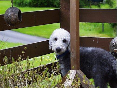 https://images.dog.ceo/breeds/terrier-bedlington/n02093647_2306.jpg