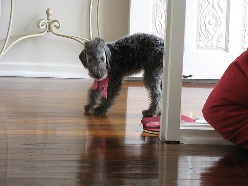 https://images.dog.ceo/breeds/terrier-bedlington/n02093647_2313.jpg