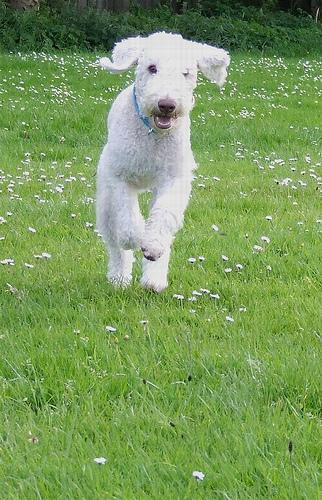 https://images.dog.ceo/breeds/terrier-bedlington/n02093647_2326.jpg