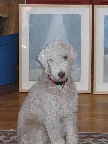 https://images.dog.ceo/breeds/terrier-bedlington/n02093647_2335.jpg