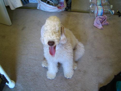 https://images.dog.ceo/breeds/terrier-bedlington/n02093647_2349.jpg