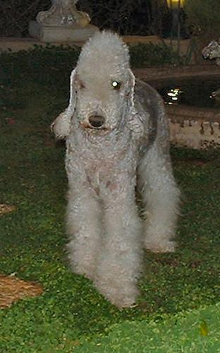 https://images.dog.ceo/breeds/terrier-bedlington/n02093647_2354.jpg