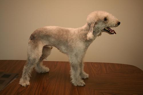 https://images.dog.ceo/breeds/terrier-bedlington/n02093647_2388.jpg