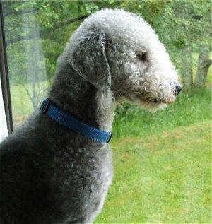 https://images.dog.ceo/breeds/terrier-bedlington/n02093647_239.jpg