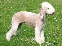 https://images.dog.ceo/breeds/terrier-bedlington/n02093647_24.jpg