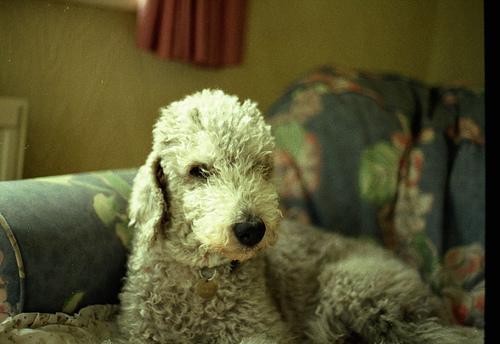 https://images.dog.ceo/breeds/terrier-bedlington/n02093647_2409.jpg