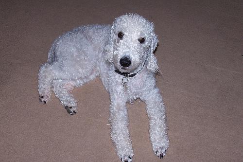 https://images.dog.ceo/breeds/terrier-bedlington/n02093647_2427.jpg