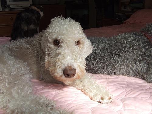 https://images.dog.ceo/breeds/terrier-bedlington/n02093647_2433.jpg