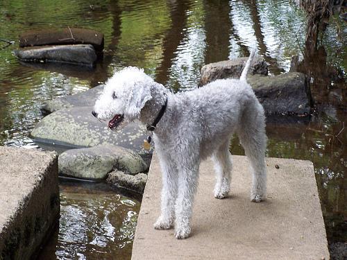 https://images.dog.ceo/breeds/terrier-bedlington/n02093647_2477.jpg