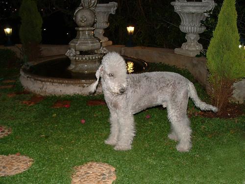 https://images.dog.ceo/breeds/terrier-bedlington/n02093647_252.jpg