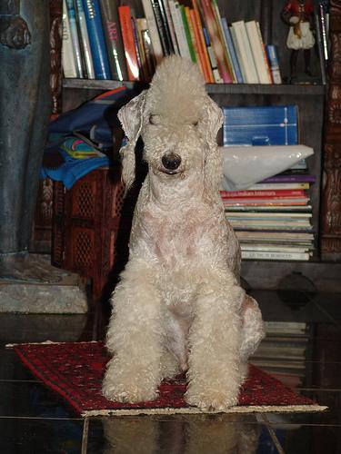 https://images.dog.ceo/breeds/terrier-bedlington/n02093647_2531.jpg