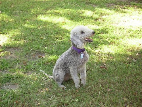 https://images.dog.ceo/breeds/terrier-bedlington/n02093647_254.jpg