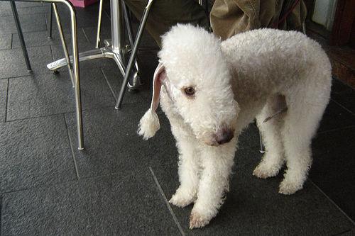 https://images.dog.ceo/breeds/terrier-bedlington/n02093647_2585.jpg