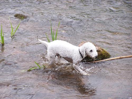 https://images.dog.ceo/breeds/terrier-bedlington/n02093647_2626.jpg