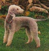 https://images.dog.ceo/breeds/terrier-bedlington/n02093647_2633.jpg