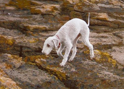 https://images.dog.ceo/breeds/terrier-bedlington/n02093647_2640.jpg