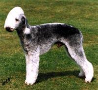 https://images.dog.ceo/breeds/terrier-bedlington/n02093647_2665.jpg