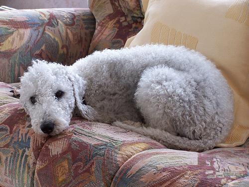 https://images.dog.ceo/breeds/terrier-bedlington/n02093647_2673.jpg