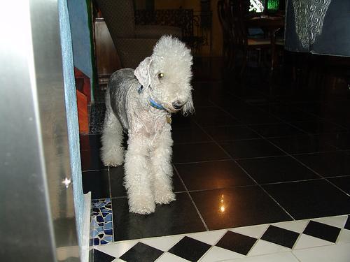 https://images.dog.ceo/breeds/terrier-bedlington/n02093647_2706.jpg