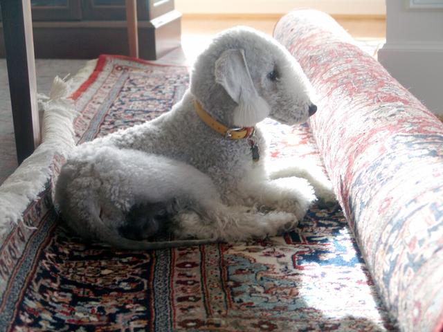 https://images.dog.ceo/breeds/terrier-bedlington/n02093647_2743.jpg