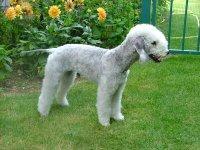 https://images.dog.ceo/breeds/terrier-bedlington/n02093647_2756.jpg