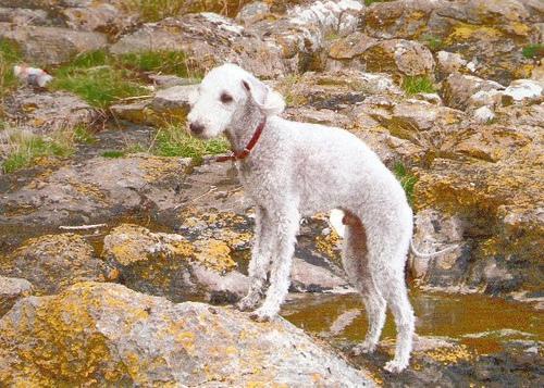 https://images.dog.ceo/breeds/terrier-bedlington/n02093647_2763.jpg