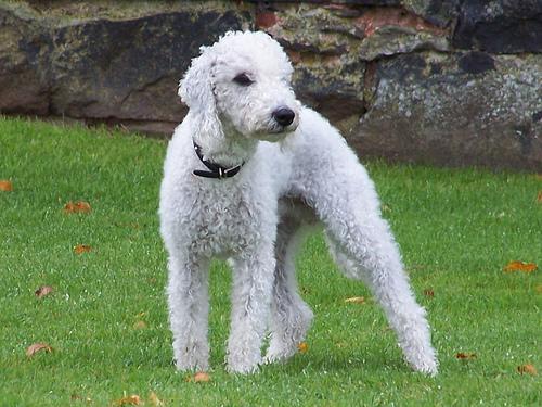 https://images.dog.ceo/breeds/terrier-bedlington/n02093647_2779.jpg