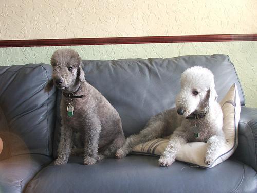 https://images.dog.ceo/breeds/terrier-bedlington/n02093647_28.jpg