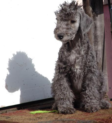 https://images.dog.ceo/breeds/terrier-bedlington/n02093647_289.jpg