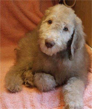 https://images.dog.ceo/breeds/terrier-bedlington/n02093647_291.jpg