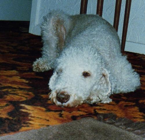 https://images.dog.ceo/breeds/terrier-bedlington/n02093647_2932.jpg