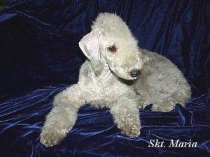 https://images.dog.ceo/breeds/terrier-bedlington/n02093647_2941.jpg