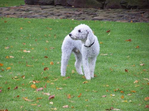 https://images.dog.ceo/breeds/terrier-bedlington/n02093647_2951.jpg