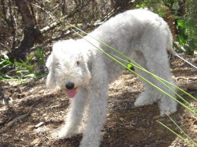 https://images.dog.ceo/breeds/terrier-bedlington/n02093647_3049.jpg