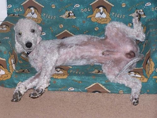 https://images.dog.ceo/breeds/terrier-bedlington/n02093647_3058.jpg